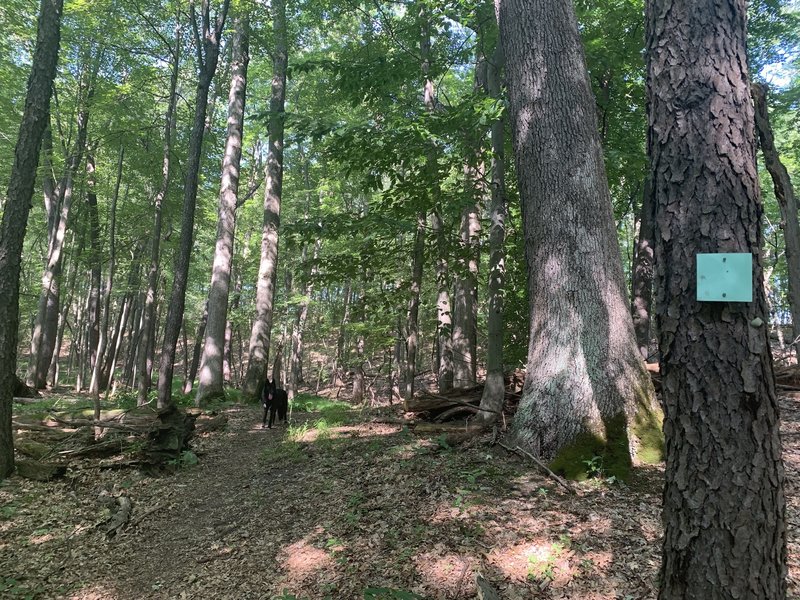 The Fern Valley Trail is marked by cyan trail blazes.