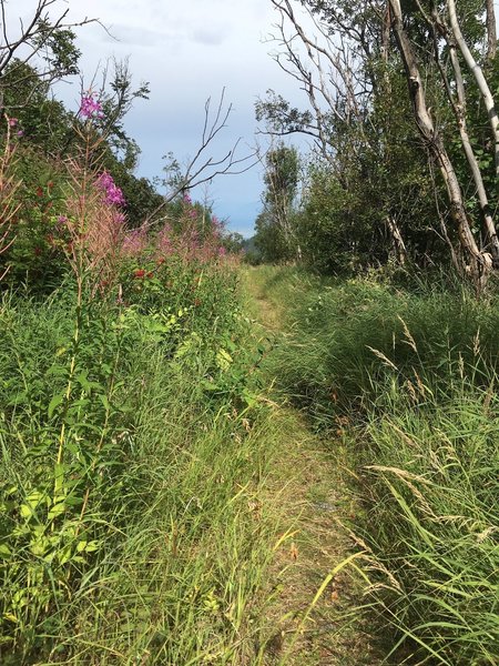 Tall grass covering the trail in places.