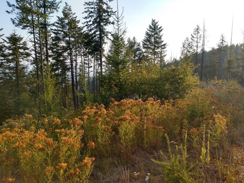 Nearing the high point of the highline trail