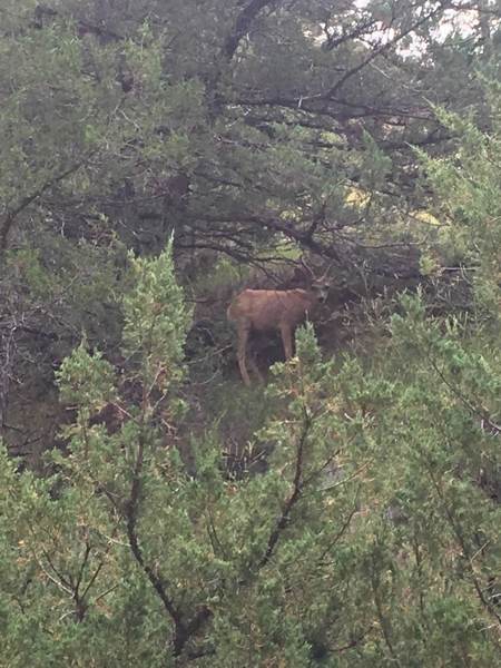 Young male mule deer spotted above Two Pipe