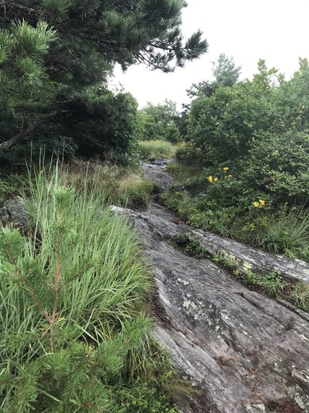 Some of the alligator rocks