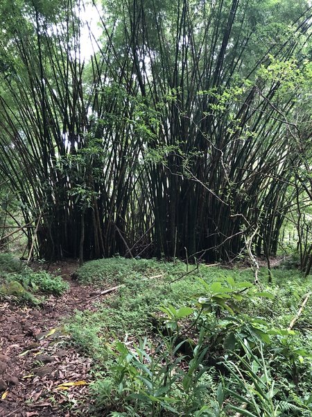 Bamboo grove along trail