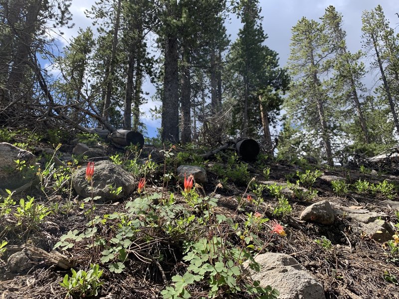 Western Red Columbine. 10,500 along the North Mount Elbert Trail.