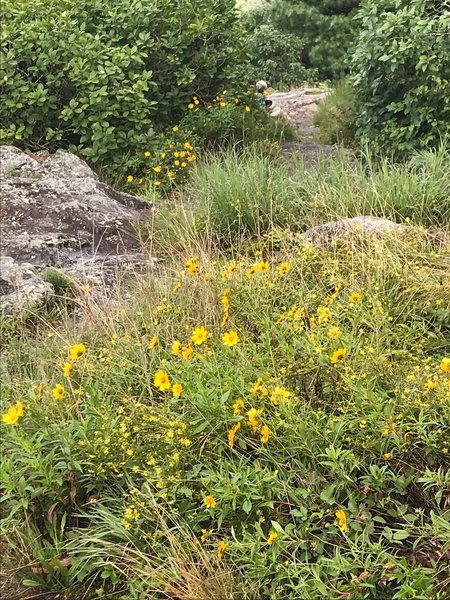 Flowers at the peak