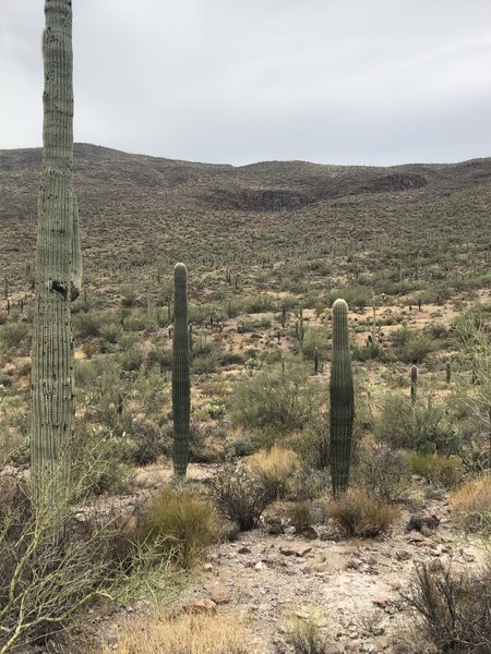 Beautiful view of the desert