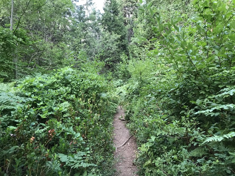 Canyon Creek Trail