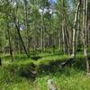 A beautiful, remote section of climbing through aspen groves greets you for the last major ascent of the route after mile 22. The remoteness is reflected in the trail being nearly swallowed up by the surrounding vegetation.