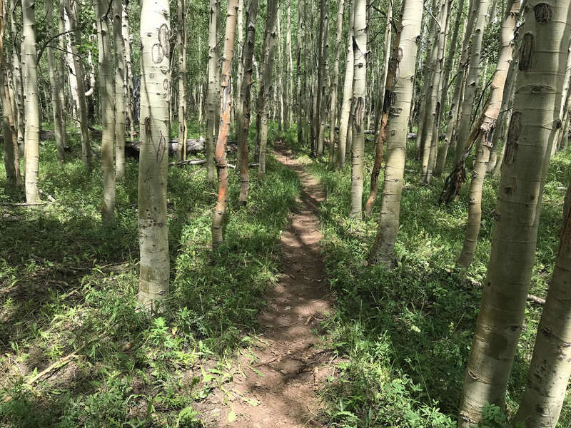 Aspen singletrack