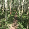 Aspen singletrack