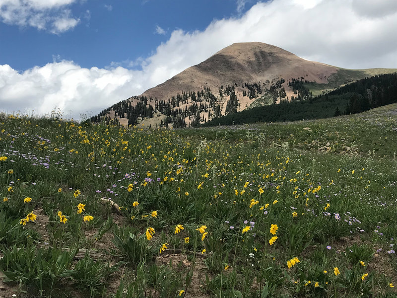 Wildflowers