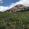 Wildflowers