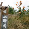 Mountain to Sea Trail Alligator Back Blue Ridge Parkway 1152