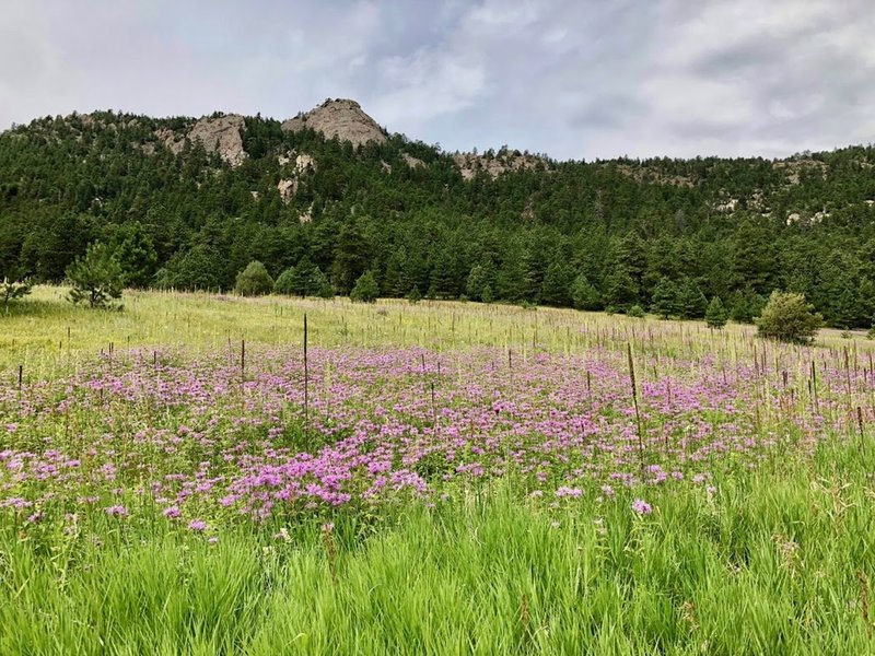 Wild bergamot in the big meadow along Coulson Gulch.