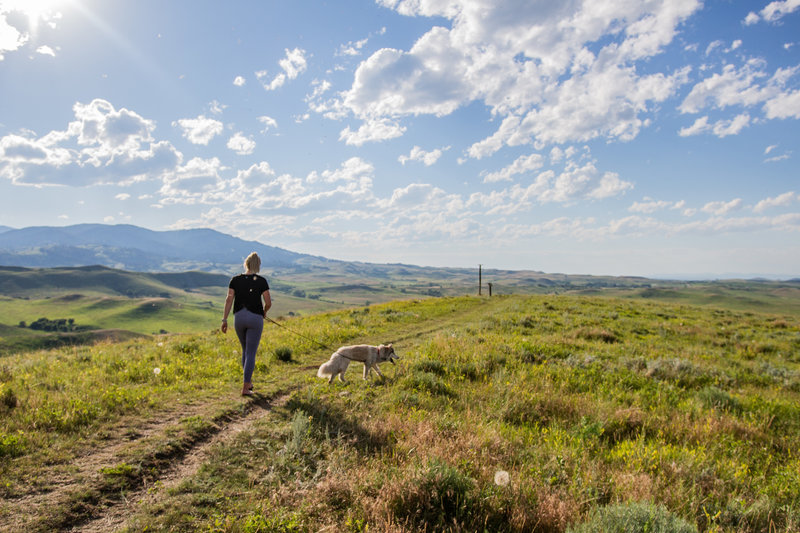 The Bozeman Trail looking north with the Bighorn Mountains in the distance. The ruts aren't from hikers or bikers, but what is left of the thousands of wagons that passed through here over 150 years ago.