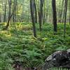 Forest Ferns can be found almost everywhere in this section of Blue Mountain Trail