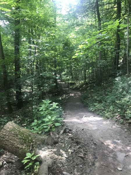 Bear trail is a connecting trail that runs along Buttermilk creek