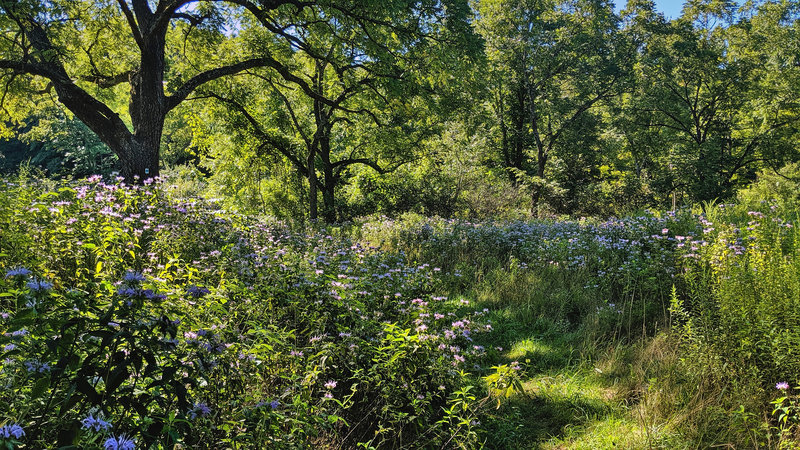 Blue Mountain Trail cuts alongside a field with wildflowers in Stokes State Forest, NJ.