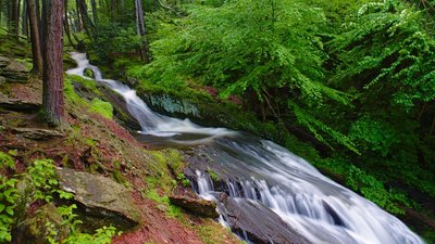 Springtime at a wonderful cascade named Tillman's Ravine in Stokes State Forest, NJ.