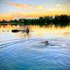 Early Morning Swim