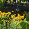 Balsamroot flowers cover much of the lower fields in early summer