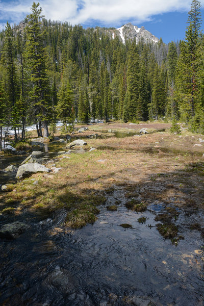 Early summer snow melt in a meadow