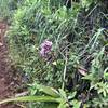 Wild Orchids along the trail