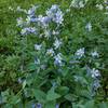 Blue columbine litter the trail in the summer