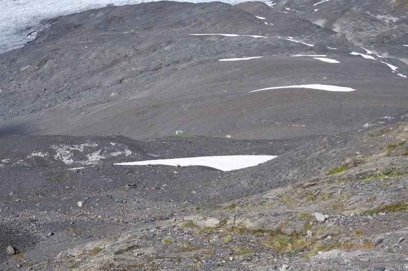 Mountain goats can be seen along the trail.  Here, a mother mountain goat and her kid move away from the trail and linked up with another group of mountain goats.