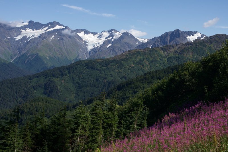 As you climb up the trail, views of the mountains and glaciers start to come into view.  Fireweed can be found along the trail, adding a big of color to the scenery.