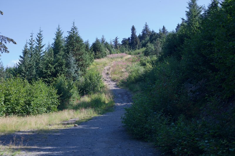 The trail follows a fire road for a short distance, and then narrows and starts climbing more steeply.