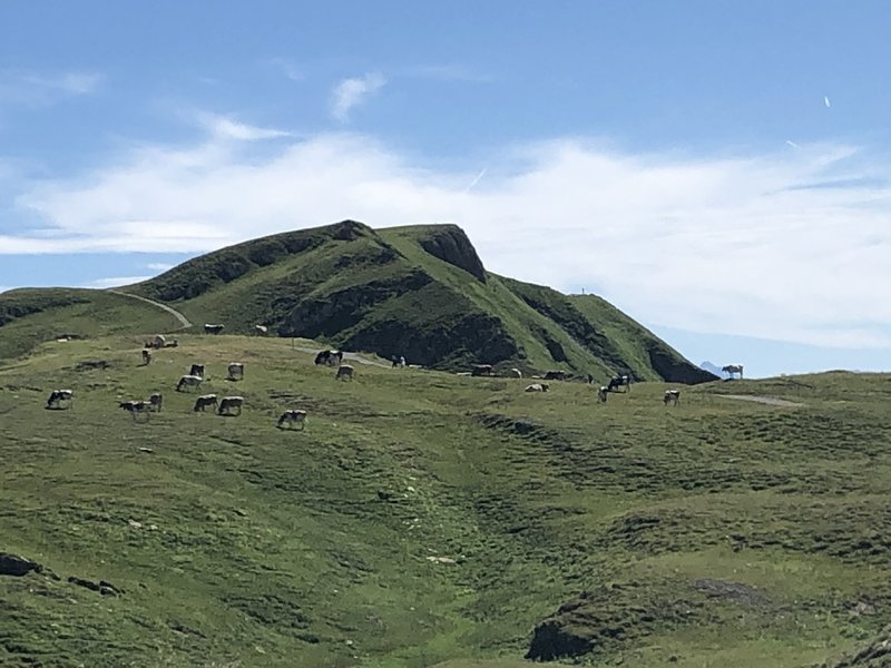 Cows near the start of the hike.