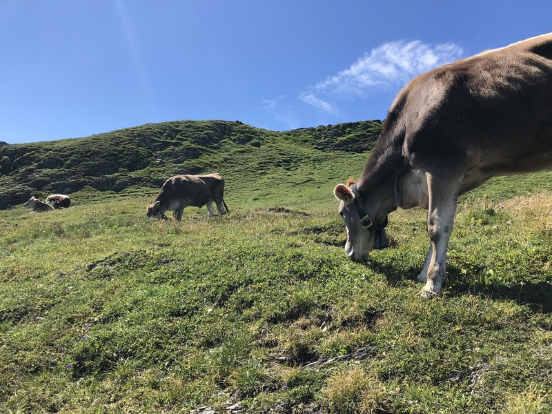 Cows near the start of the hike.