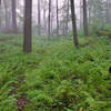 Fog rolls in through an area of dense ferns on Dunnfield Creek Trail