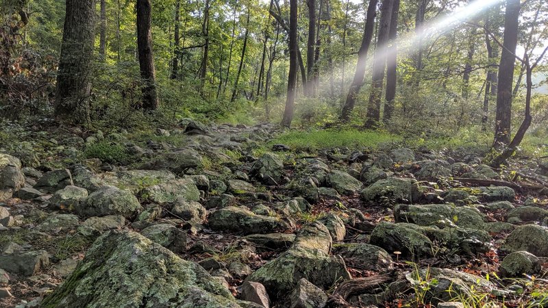 A lone ray of sunshine finally break through the morning fog on Dunnfield Creek Trail in the Delaware Water Gap NRA