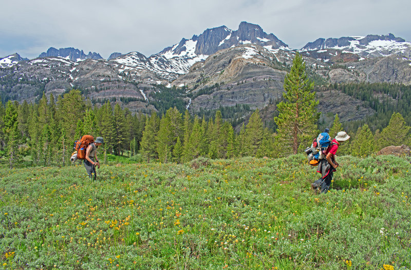 Hiking through fields of flowers. The Minarets are on the left followed by Mt. Ritter, Banner Pk. and Mt. Davis. The falls from Shadow Lake are in the center. You can just barely see the lake.