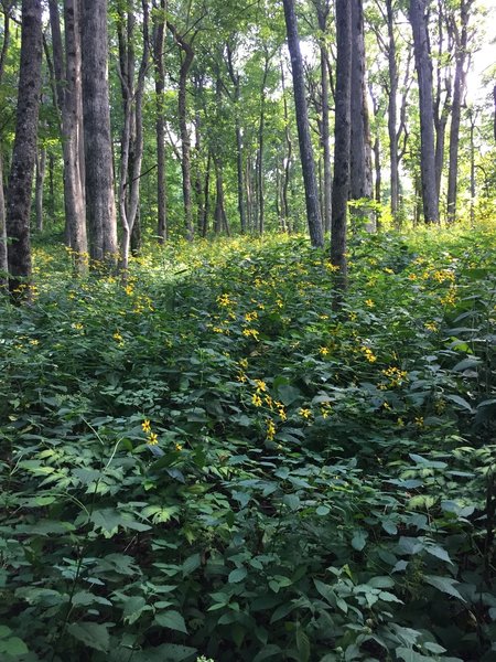 A field of wildflowers along the AT approach trail from Amicalola