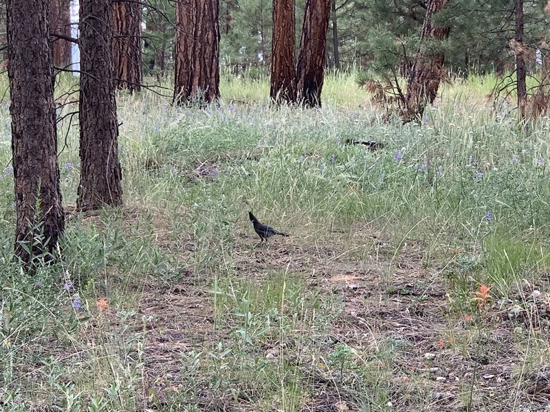 Stellar's Jay