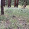 Stellar's Jay