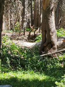 A young Mule deer in velvet about 30 yards off the trail. August 18, 2019