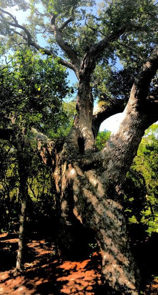 The 300-year-old Timmons Oak.