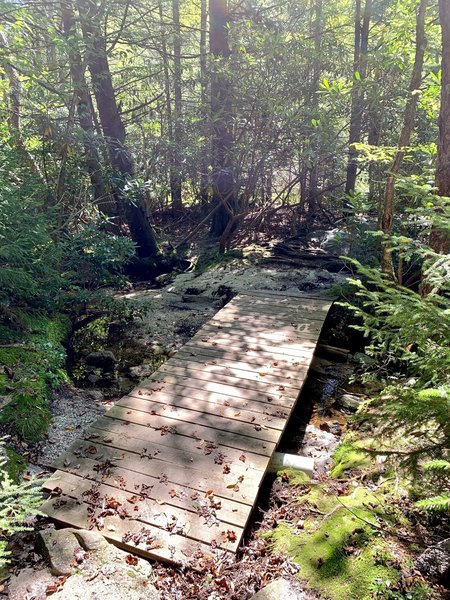 Bridge over the tannin-colored creek as you near the end of the trail.