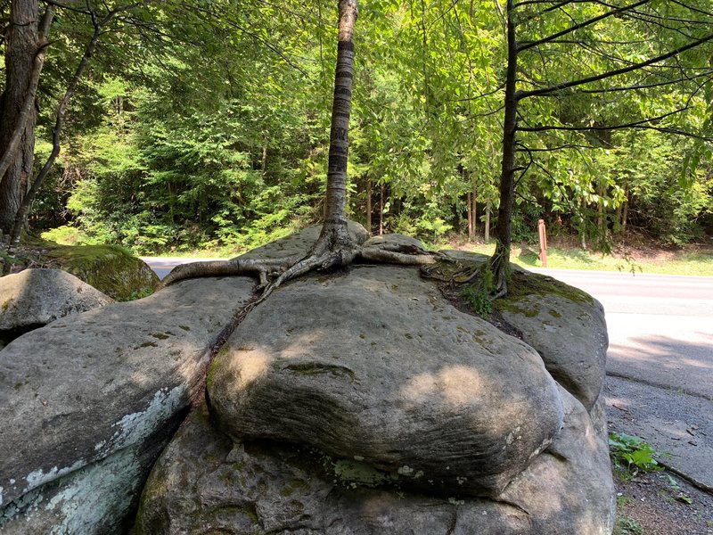 Trees growing out of the boulders by the parking area