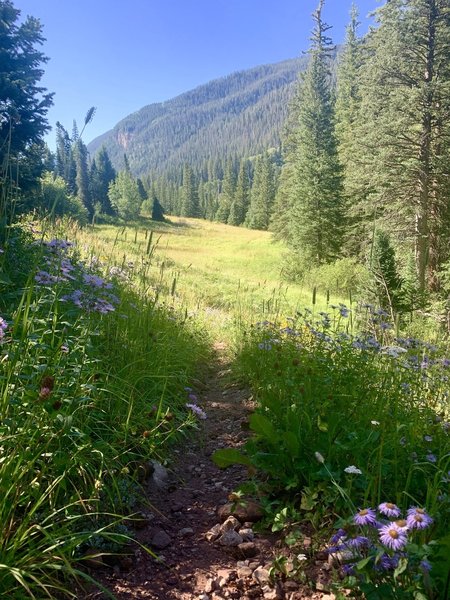 Vegetation on sides of trail grows taller as you go further - face height within the next mile.