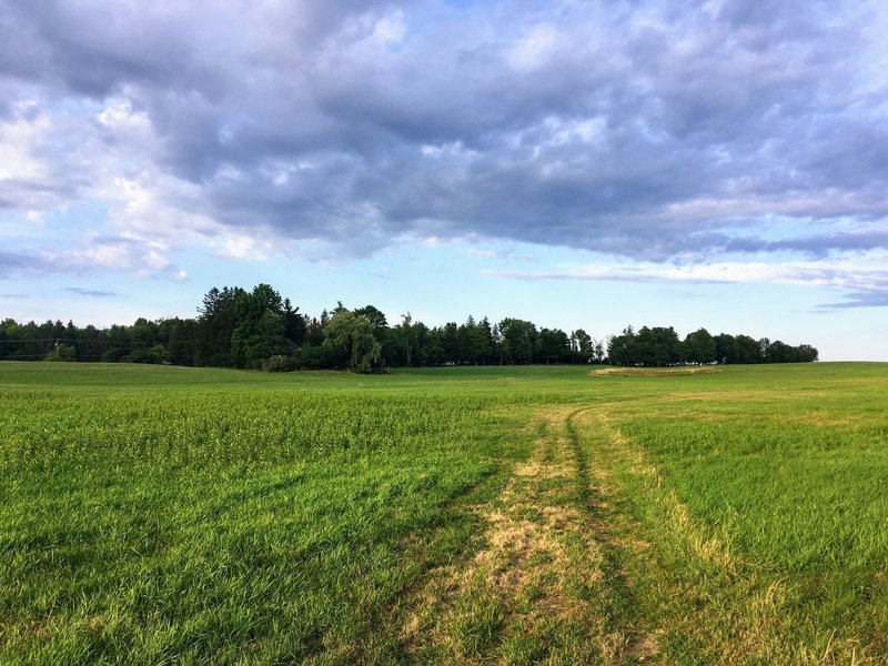 Green grass and blues skies while exploring the newly mowed fields in August