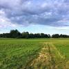 Green grass and blues skies while exploring the newly mowed fields in August