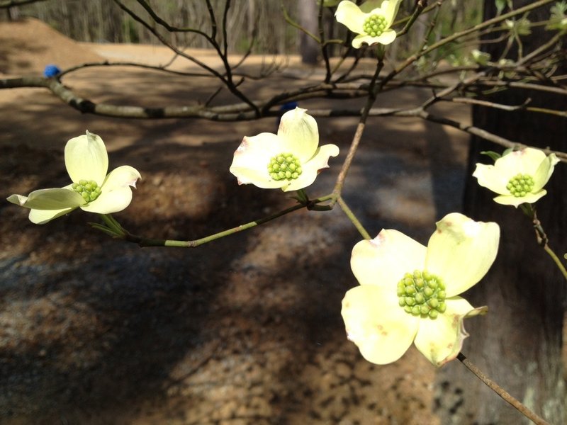 Dogwoods in bloom