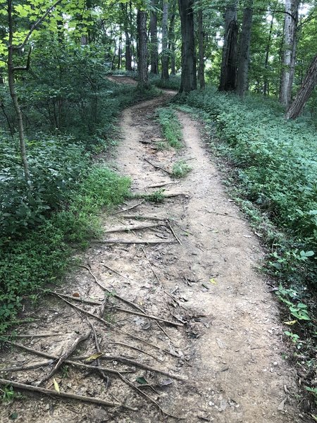 Showing some of the more rooty trail surfaces.