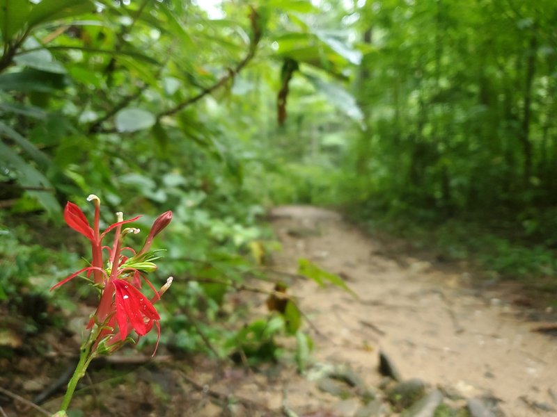 Cardinal flower along Bear Creek Trail.