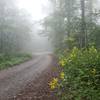 Summer Flowers on FS 64 at the Mountaintown Creek Trailhead.