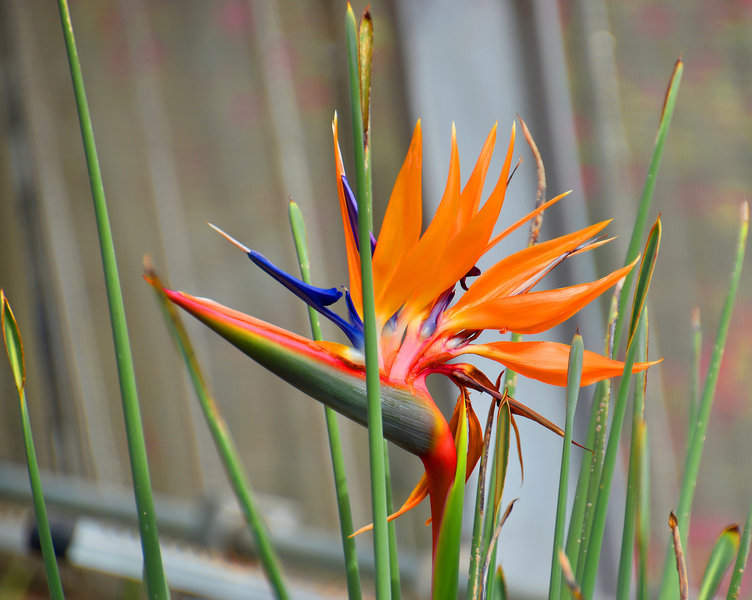 'Bird-Of-Paradise' -- Birmingham (AL) Botanical Gardens February 2019